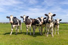 Practical Veterinary Guide to Using Ultrasonography in Bovine Reproductive Management